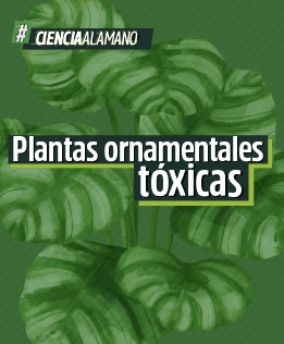 Plantas ornamentales tóxicas